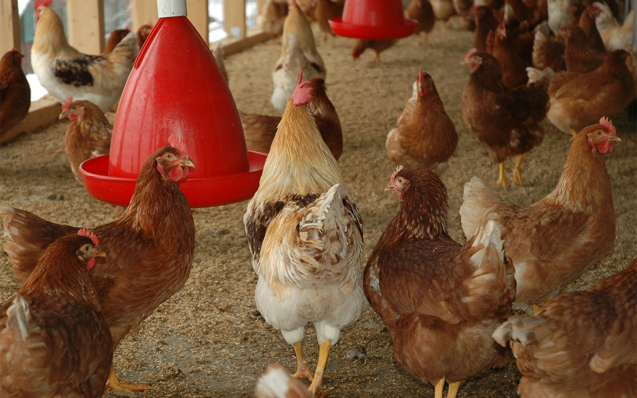 Ernährung Hühner Stallhaltung
