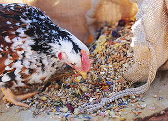 Optimale Hühner Fütterung