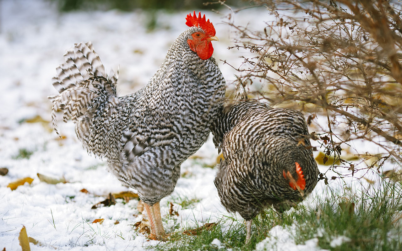 Ernährung Hühner Winter