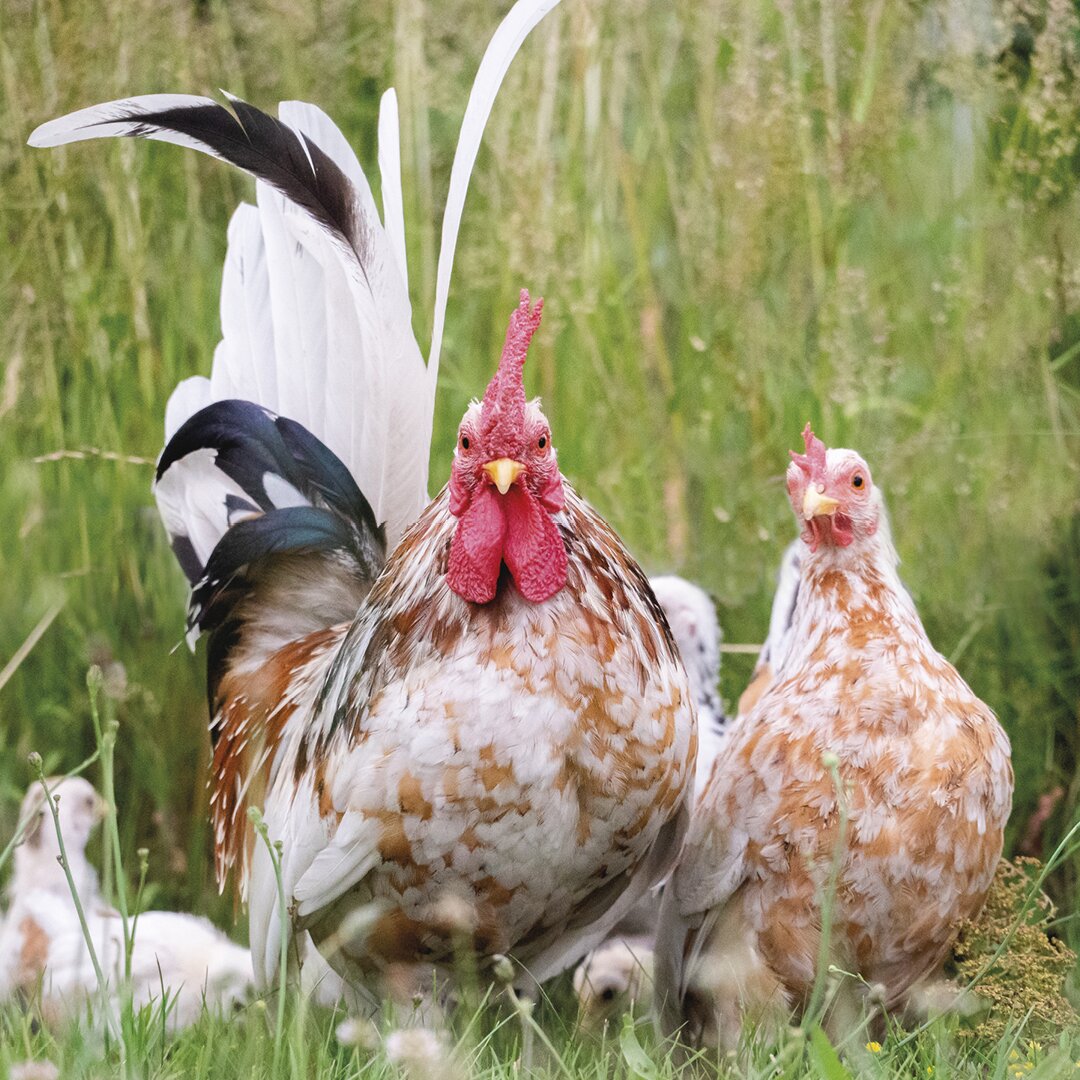 Tränkenwärmer Hühner ohne Strom - Hühner halten - ganz einfach