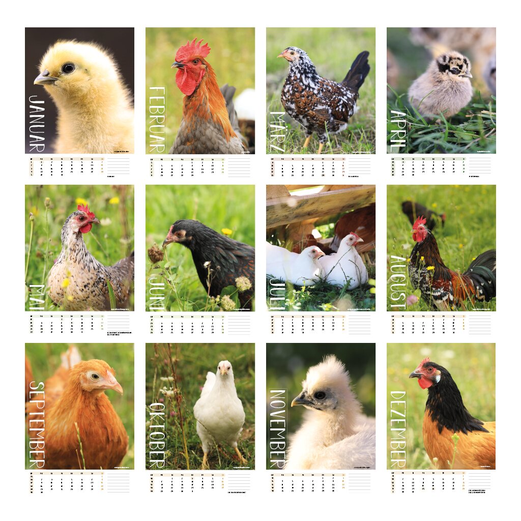 Hühner-Wandkalender 2024 mit wunderschönen Hühnerbildern!, 9,99 €