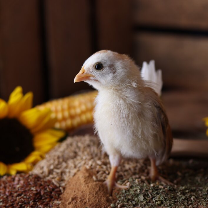 Kükenkorn Hühner | ChickenGold®